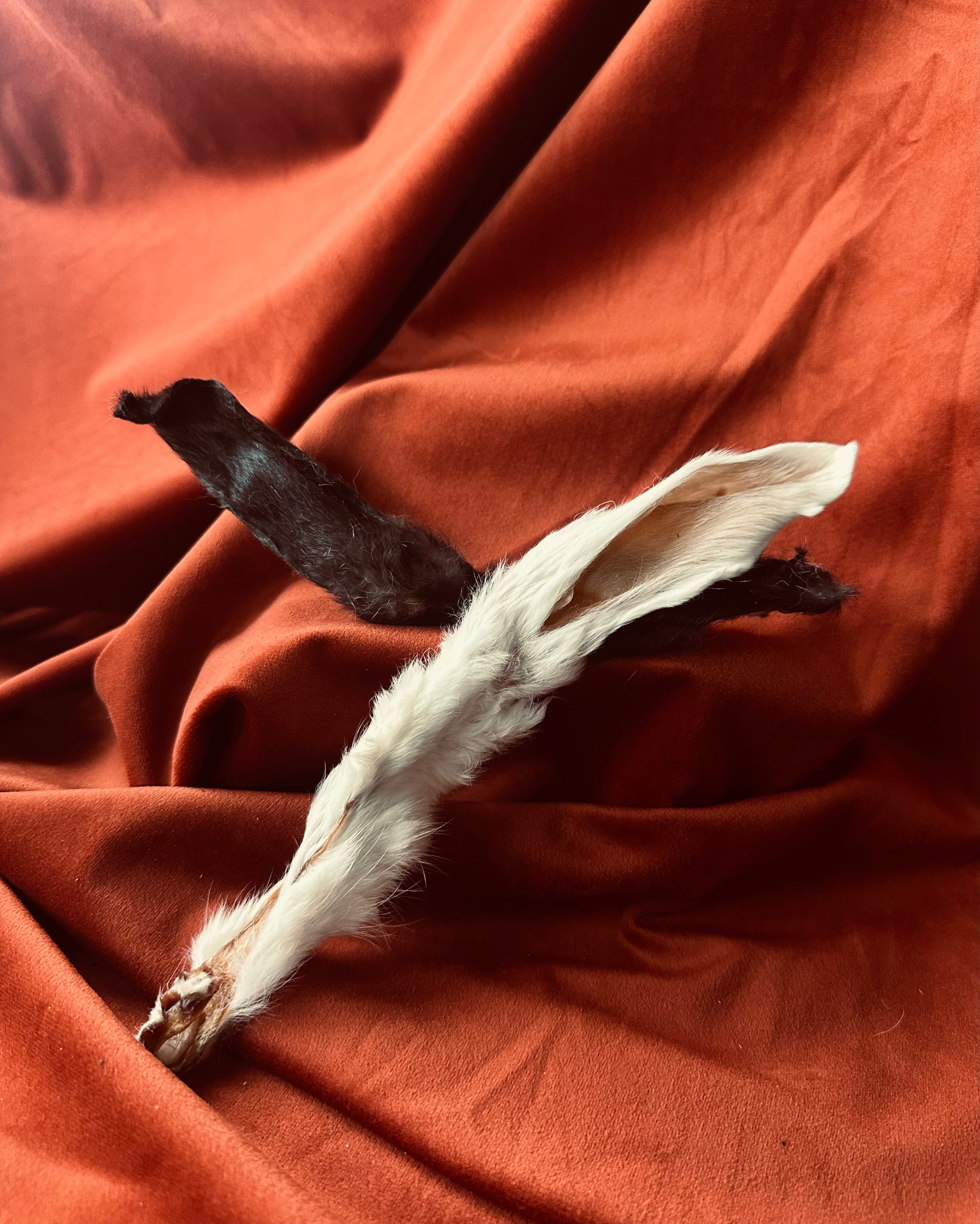 Rabbit Ear (Consecrated)