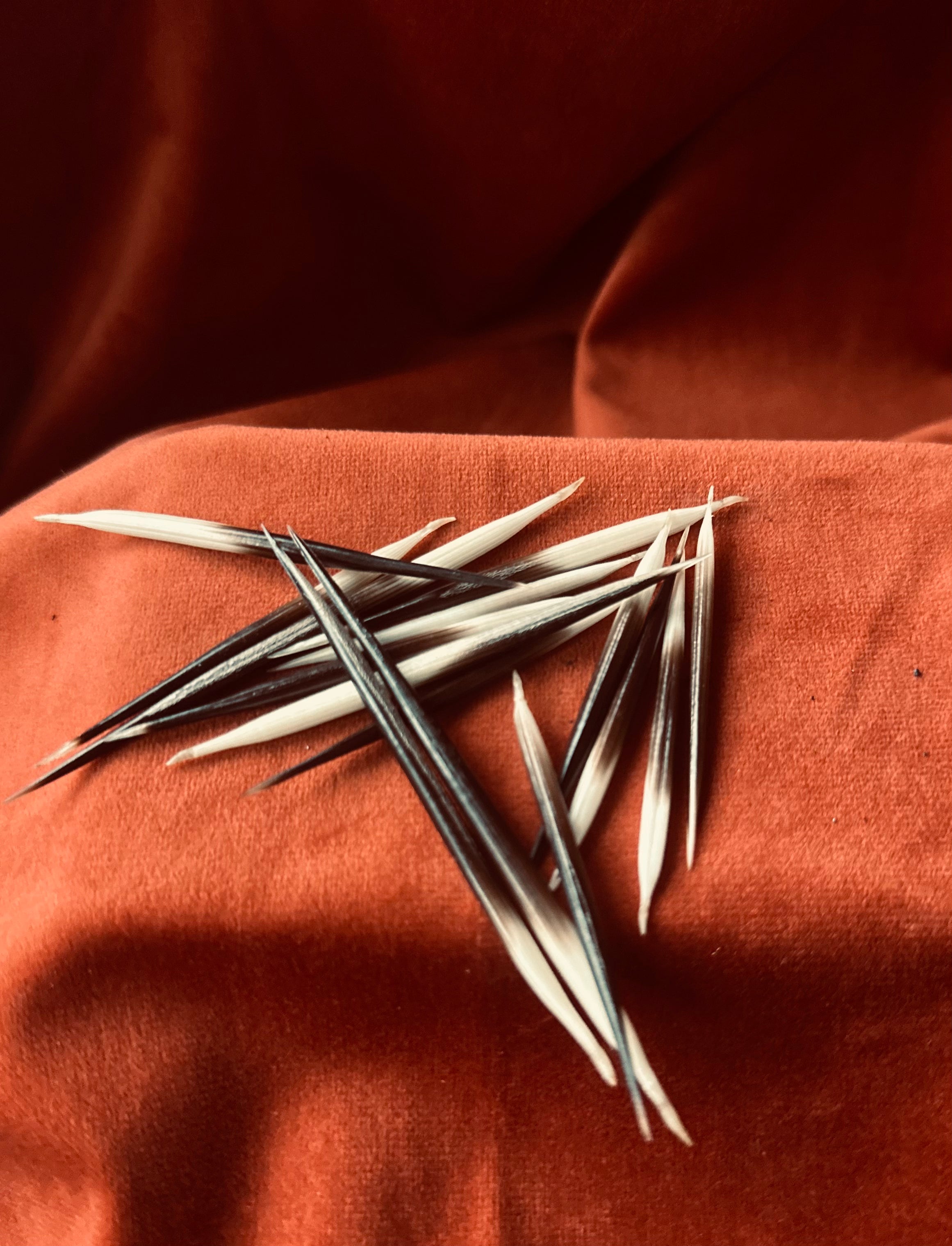 Porcupine Quill (Consecrated)